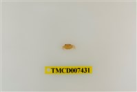 藏品(拉氏清溪蟹)的圖片